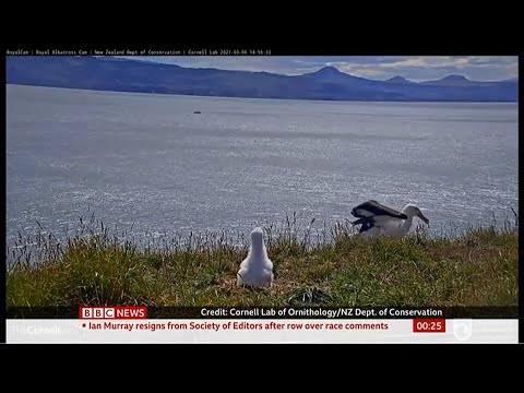 Albatross never has it easy on landing (fun stuff) (Global) - BBC News - 11th March 2021