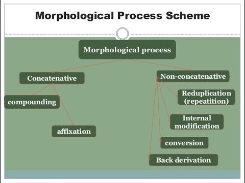 Morphological Processes   Definitions and Examples