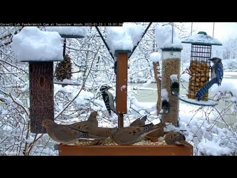 Heavy Snowfall Brings Forest Birds To Cornell FeederWatch Cam – Jan. 23, 2023