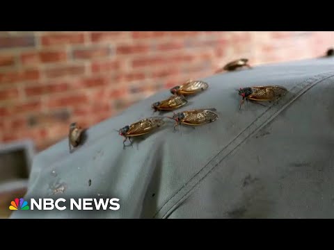 Cicadas swarm South, with trillions expected for the biggest invasion in centuries