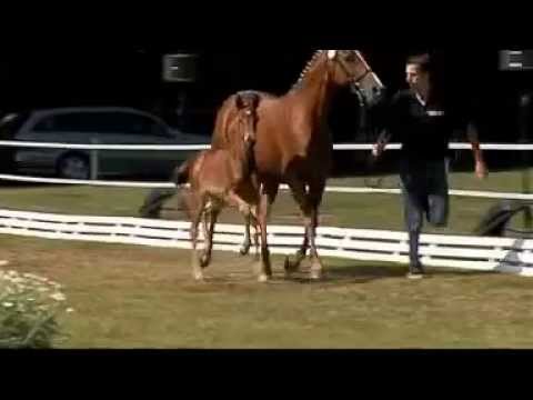 Funny Belinda von Brentano II mit Sf von L`Espoir