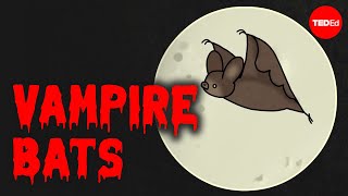Are vampire bats dangerous? - Imran Razik