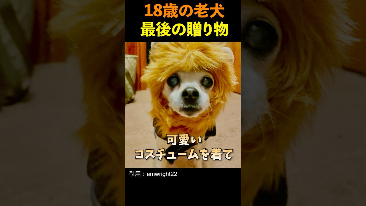 捨てられた18歳の老犬、最後の贈り物 #shorts #犬 #保護犬