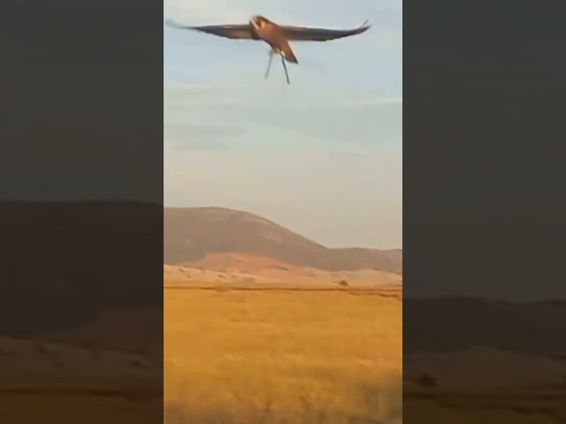 Vídeo relacionado con Equipo de cetrería Falcon Peregrine Design Camiseta