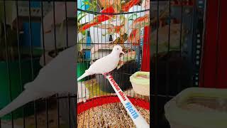 Download lagu perkutut albino mata merah #avatar @jtc118 mp3