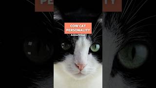 Cow Cat Personality 🙀🐮 What Are They Like?