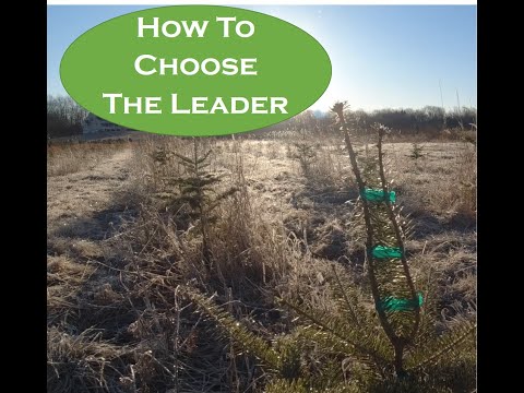 How To Choose The Leader When Growing Christmas Trees