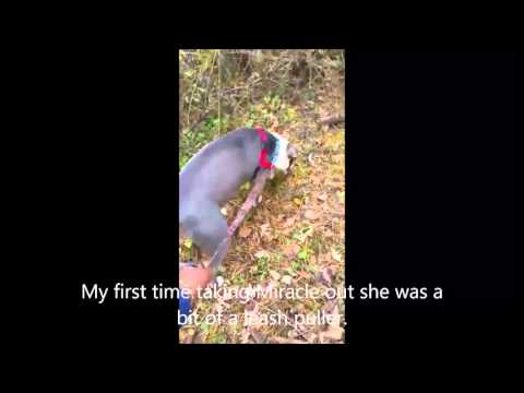 Miracle Leash Pull Part 1