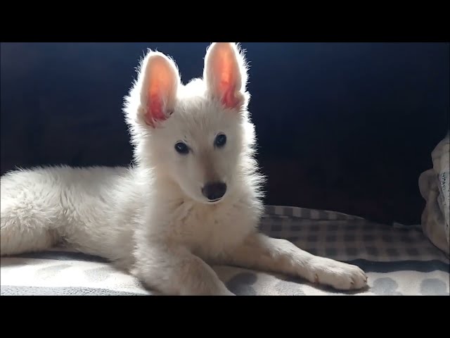 White Swiss Shepherd Dog puppy for sale