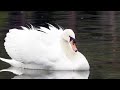 Why These Two Male Swans Are Dancing Together