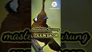Download lagu masteran burung cililin gacor SUBSCRIBE #masteran #masteranburung #cililin mp3
