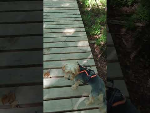 wir besuchen die Nordeifel und die Moorlandschaft