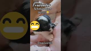 Download lagu surviving is winning FRANKLIN 😅😅😀😁#duet #usa #comedy mp3