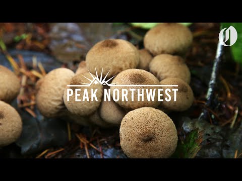 Hunting for mushrooms in Fort Stevens State Park | Peak Northwest