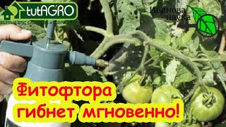 ⚠️ВНИМАНИЕ! ФИТОФТОРА-2025! Она уже пришла! Чем срочно обработать томаты и огу
