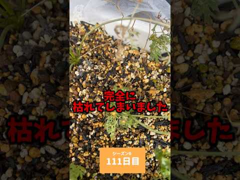 園芸 野生ニンジン、フェイクシェルヴィス