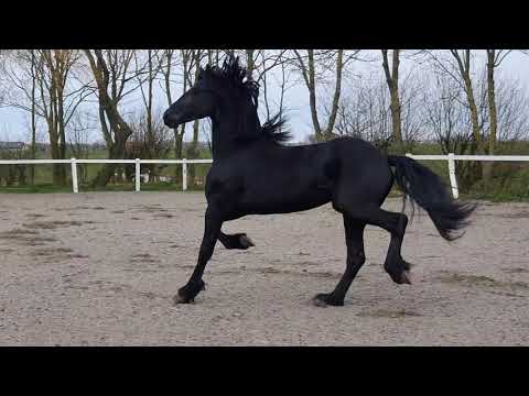 Stal Okkema's Hendrik - Alwin x Tsjalke - stallion - 2018