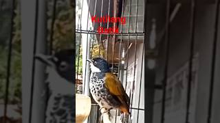 Download lagu kutilang batik gacor mp3 Download lagu kutilang batik gacor mp3