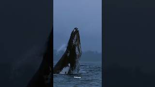 Download lagu Paus bungkuk melakukan tamparan dagu besar-besaran‼️ #shorts mp3