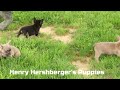 French Bulldog dogs for sale: Hank - Video 1