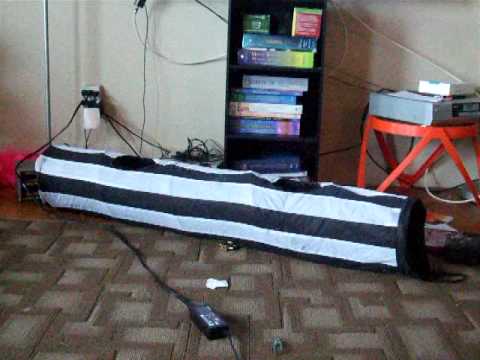 brandon manitoba funny cats