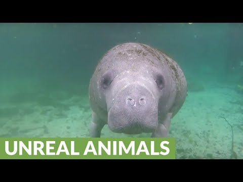2nd YouTube video about are manatees friendly