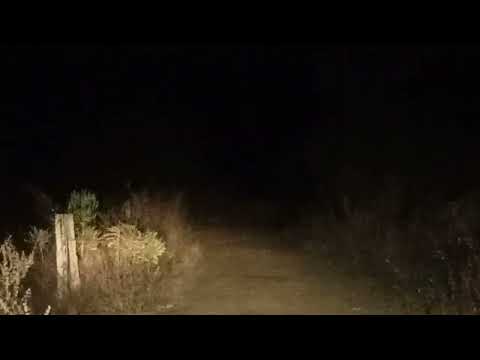 Leopard🐆 in Sumiran Van