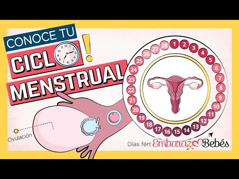 This is how your menstrual cycle works 📆🔥 Cycle phases, ovulation, menstruation, fertile days