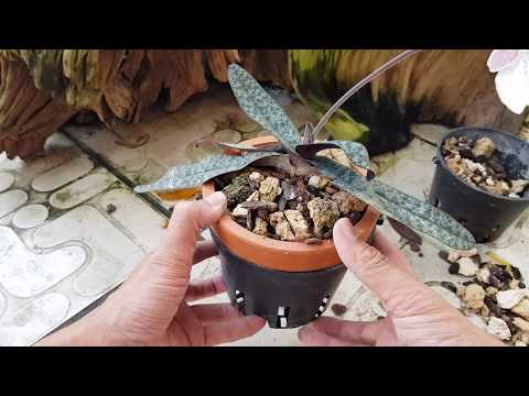 How to grow Orchids - Paphiopedilum