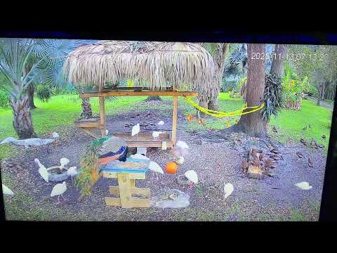 Lots of visitors at the bird feeder