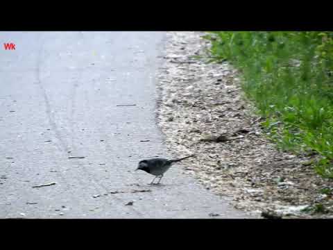 Die Schönheit der Natur: Bachstelze