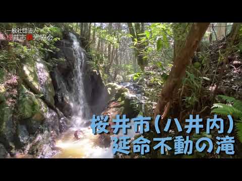 【涼をお届け】桜井市 不動延命の滝 （八井内）