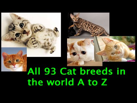 All 93 Cat Breeds In The World (A to Z)