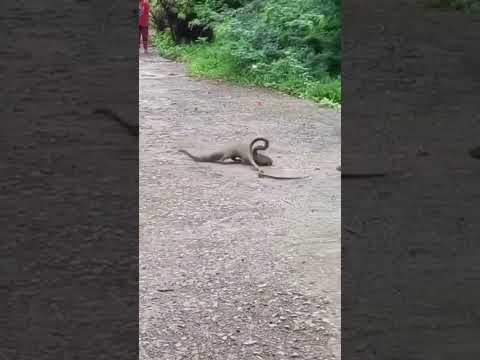 nevle aur saap ki ladai#fight between snake 🐍 and mongoose #naav aur saap me kaun jitega