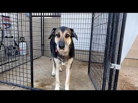 SOPHIE, an adopted German Shepherd Dog Mix in Phoenix, AZ_image-1