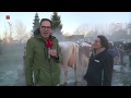 Rundveeshow Dronten alweer voor de dertigste keer