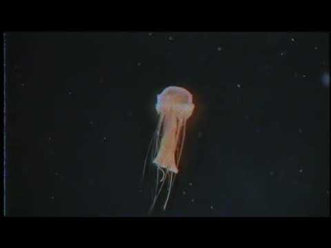 Olvi - Kraken (Official Audio)