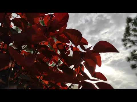 Xiaomi Redmi Note 9 Pro - Handheld camera image stabilization - @iq