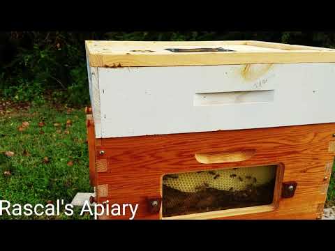 , title : 'Beginner Beekeeper Tips and Tricks  Beginner Beekeeper Episode 16