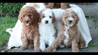 Video preview image #1 Goldendoodle (Miniature) Puppy For Sale in LITITZ, PA, USA