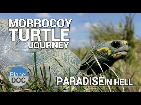 自然奇觀 (Morrocoy Turtle Journey. Paradise in Hell | Full Documentary - Plantet Doc Full Documentaries)