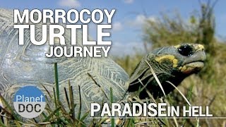 Morrocoy Turtle Journey. Paradise in Hell | Full Documentary - Plantet Doc Full Documentaries