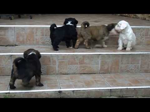 Tibetan terrier - Gold and Brill litter - 6 weeks old