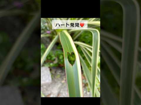 園芸 ハートの連鎖