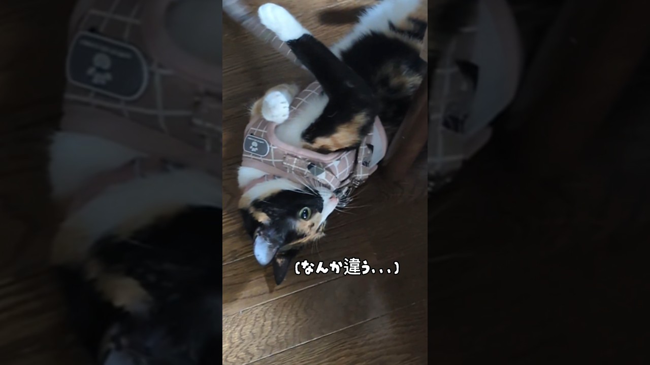 初めてのハーネスに翻弄される母と猫 #はち猫 #cat #子ネコ #おすすめ #保護猫 #三毛猫 #子ネコ