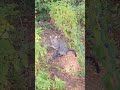 Grey Cat Meowing Meow Funny Cat