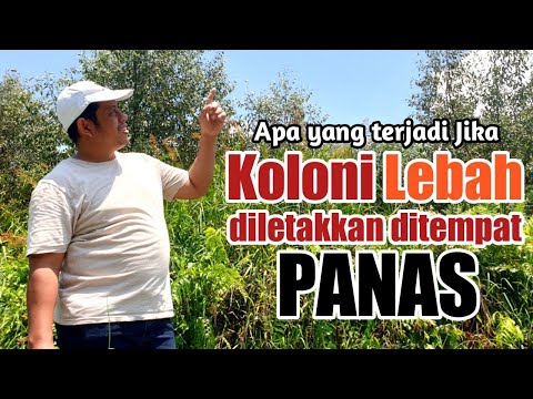 , title : 'Apa yang terjadi jika koloni lebah diletakkan di tempat panas?'