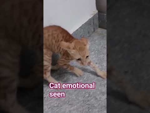 tadpaoge tadpa lo #cat #cat shorts feed #cat shorts video #viral cat dhorts