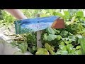Give A Kid A Garden