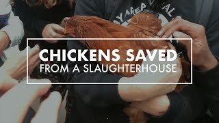 Chickens Saved From A Slaughterhouse